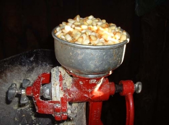 Corn in hand grinder, for making tortillas.